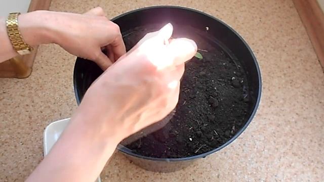 Огурцы на балконе. Простой способ выращивания.