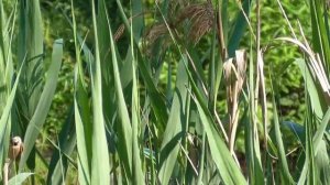 Ремез, гнездо-рукавичка ремеза. Penduline tit, Penduline tit nest