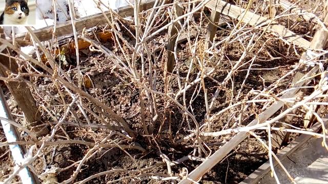 Правильная обрезка черной смородины весной смотреть онлайн