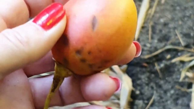 #61. Дома на Лазурном берегу; Как называется этот фрукт?. #ZivileZ #лазурныйберег