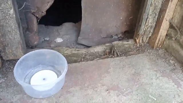 СОЦИАЛЬНЫЙ ЭКСПЕРИМЕНТ//ПОМОЩЬ БЕЗДОМНОМУ КОТЁНКУ.