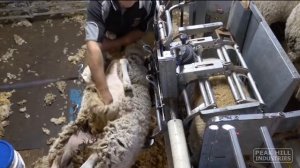Удобные станки для стрижки овец 4PEAKHANDLER BELLY SHEARING 1