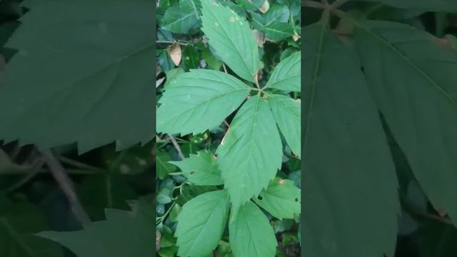 POISON IVY & HIEDRA TREPADORA #poisonivy #amoelcampo  #hiedra #mihuerto #gardening #bosque