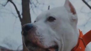 САМЫЕ СИЛЬНЫЕ И ОПАСНЫЕ СОБАКИ