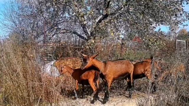 Мои Великолепные Чешские И Альпийские Козы Октябрь 2022 г г.Зарайск смотреть онлайн