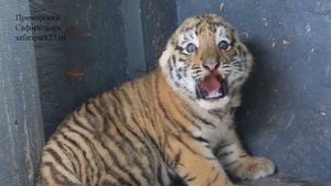 Амурские тигрята, дети знаменитого тигра Амура, подрастают в Приморском Сафари парке