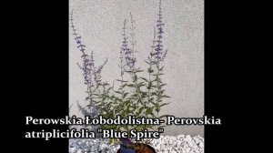 Perowskia łobodolistna - Perovskia atriplicifolia " Blue Spire", "Little Spire"- Ciekawostki