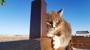 Интересные факты о кошках. Что нужно знать о кошках??