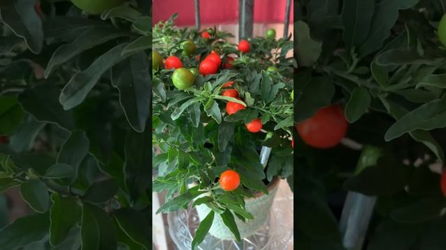 JERUSALEM CHERRY|SOLANUM PSEUDOCAPSICUM  #Shorts