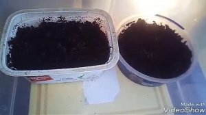 Разведение сверчков домовых