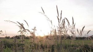 Ромашкалар....Зөлфирә Шәйдуллина.