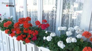 Сохнут И Желтеют Листья У Герани. Почему И Что Делать?