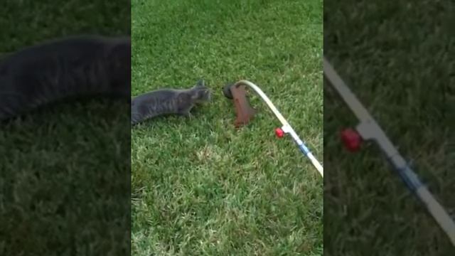 Curious cat and the weed eater