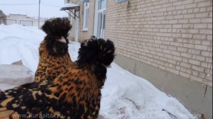 PAVLOV chickens  Altai Bantam Алтайская Бентамка ПАВЛОВСКАЯ ПОРОДА КУР