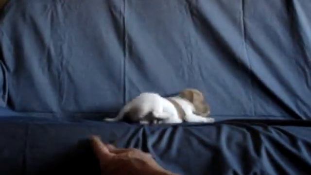 Джек рассел щенок 45 дней кобель 1-3 Jack Russell puppy смотреть онлайн