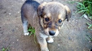 Пес громко лаял и выл на всю деревню, не давая людям покоя, а когда узнали, почему, были поражены…