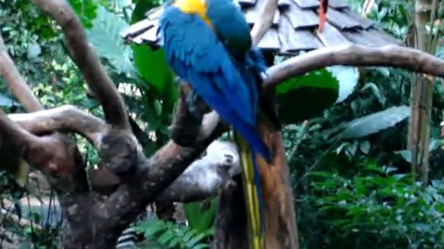 brazil_iguazu_birds.mpg смотреть онлайн