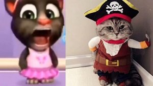 Том оценивает Котов