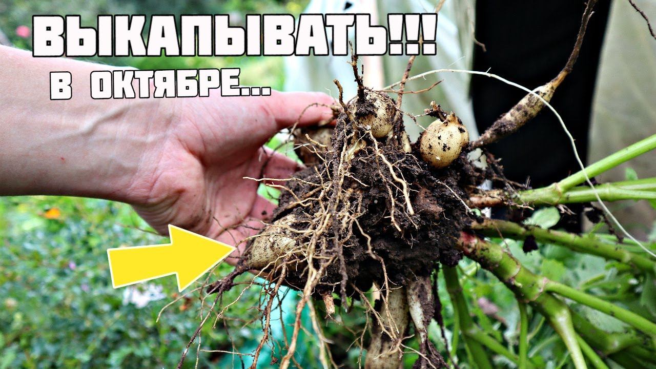Нельзя оставлять эти луковичные в земле! Какие цветы выкапывают осенью от вымерзания в земле зимой?