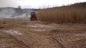 Т 25 на покосе камыша.КЗН и роторная косилка.