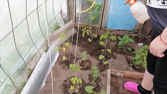 ТОМАТЫ И МОНОКАЛИЙ ФОСФАТ. ПОВЫШАЕМ ИММУНИТЕТ!!!