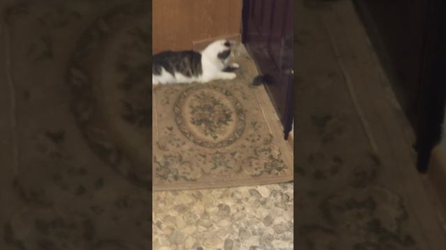 Говорят,что коты не ловят мышей.А Тоше 7мес.ловит крыс.