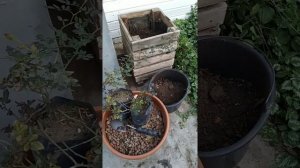 Почвопокровная роза в контейнере ,посадка в ноябре