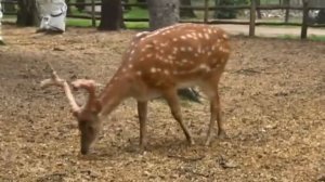 В мире животных. Медведи