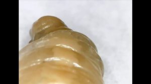 Опарыш личинка мухи под микроскопом