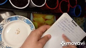76. СЕМЕНА ПАРТНЕР. ПОСАДКА НА РАССАДУ ТОМАТА ПАПИНА ДОЧКА!