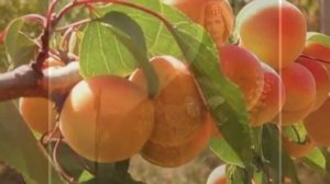 ОВ, СИРУН, СИРУН - МОНТАЖ ТАТЬЯНЫ СИТНИКОВОЙ