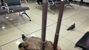 Эти двое прошли паспортный контроль в Шереметьево и хулиганят в зале ожидания !!!