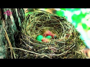 Птенцы дрозда в гнезде