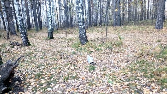 Чайка.