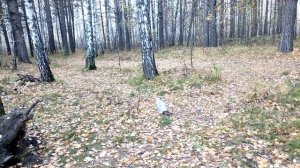 Чайка.