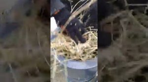 agromir61.ru Сено соломо резка 1,5 кВт