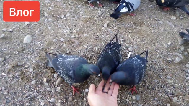 Влог по Пскову..... смотреть онлайн