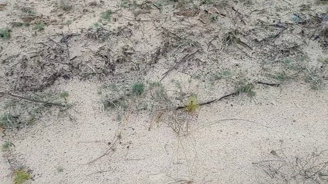 Как восстанавливается лес после пожара смотреть онлайн