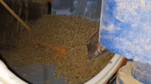 Производство гранул из люцерны для кроликов на грануляторе Соловей 4