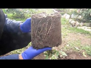 КОРНЕСОБСТВЕННЫЕ РОЗЫ. ПОСАДКА В ОТКРЫТЫЙ ГРУНТ ОСЕНЬЮ.