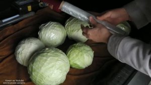 КАК СОХРАНИТЬ КАПУСТУ В СВЕЖЕМ ВИДЕ ДО ВЕСНЫ