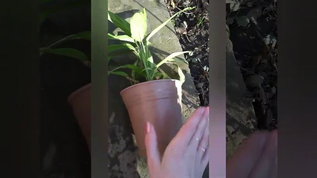 #Аглаонема  " Мария" уход в домашних условиях #ВиленаЦветкова