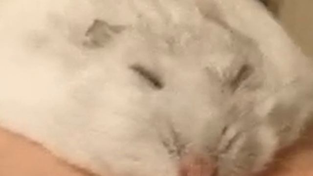 Плоский хомяк / Flat hamster