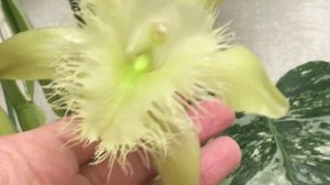 Rhyncholaelia digbyana - ароматная красавица!