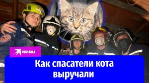 В Москве спасатели достали котёнка из вентиляции