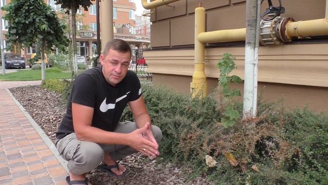 Кто ест наши растения? Распространенные вредители растений: клещ, гусеница, трипсы на кизильнике.