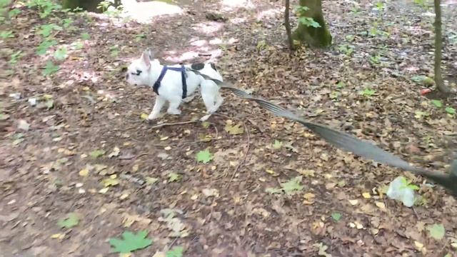 Новости от собаки в леопардовых колготках | Гуляем по болоту | Спасаемся от собак смотреть онлайн