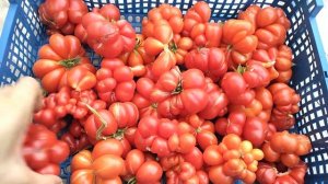 ЭТИ СТРАШНЫЕ ТОМАТЫ СПЕЮТ КАК ИЗ ПУЛЕМЁТА