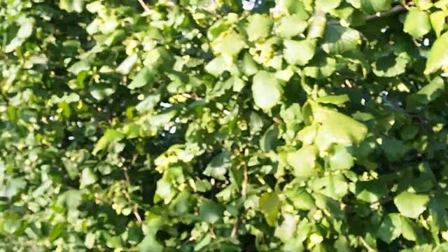 Фундук Халле (Halle) Галльский 2023 | Россия | Growing Taurida смотреть онлайн