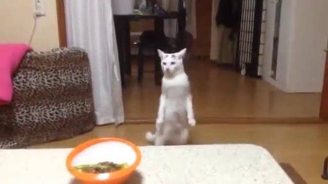 Кот ходит на задних лапах! Очень смешно!))) смотреть онлайн